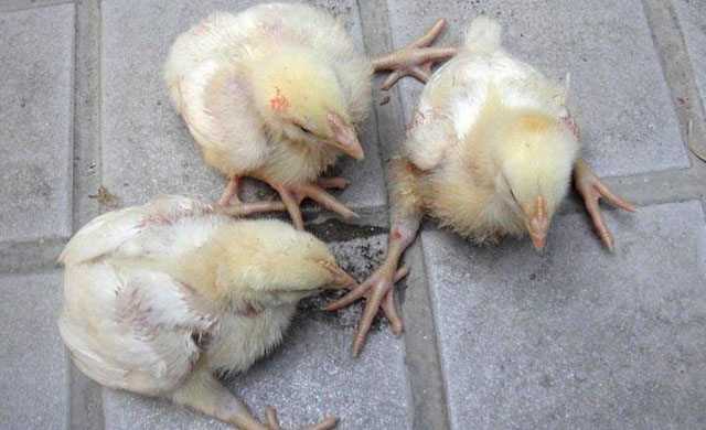 鸡不吃食无精打采拉稀怎么办,鸡没精神不吃东西拉稀