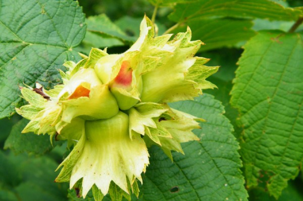 榛子是个什么干果,榛子是优质坚果吗