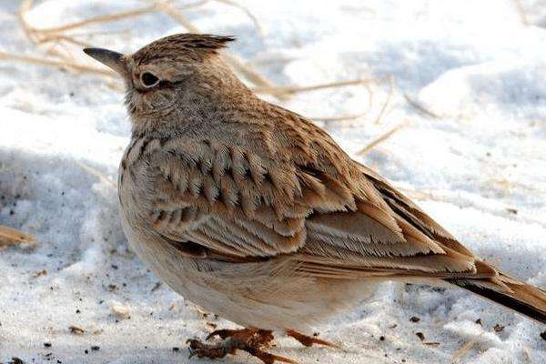 百灵人工繁育,百灵人工繁殖方法