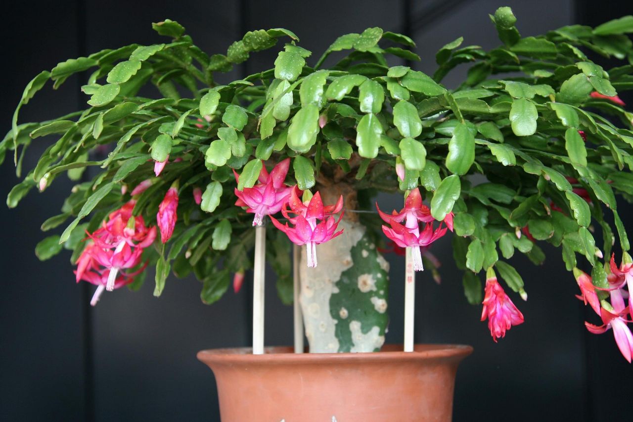 蟹爪兰叶片发黄怎么回事,蟹爪兰叶子发黑发蔫变软如何处理