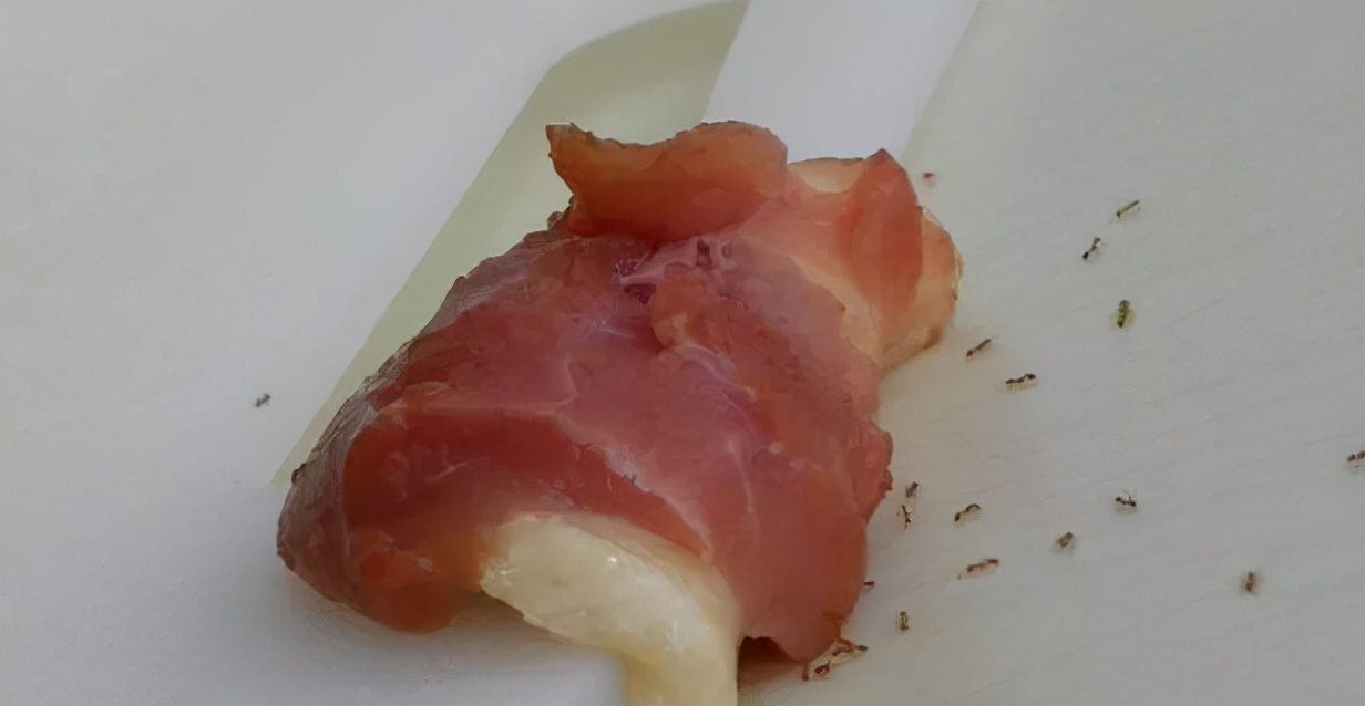 十种家里出现的虫子,家里出现的虫子有哪些