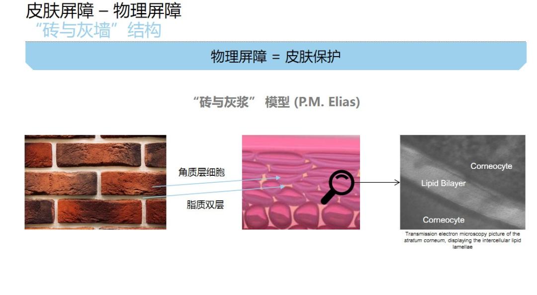 修护肌肤屏障药妆,修护皮肤屏障角质层护肤品测评