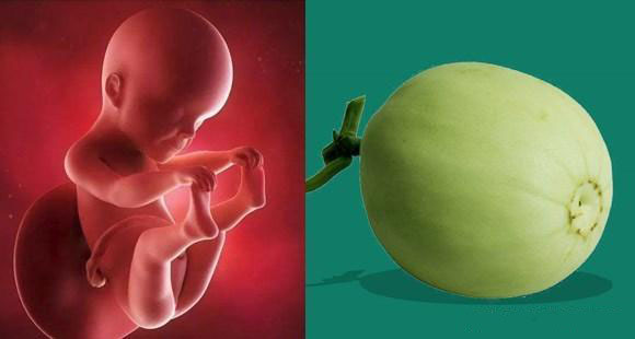 1-40周胎儿发育水果对比图,孕期1-40周胎儿图