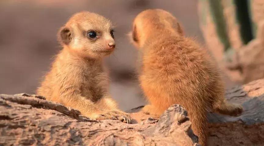 一日长隆野生动物园旅游攻略,暑假去长隆野生动物园自由行攻略