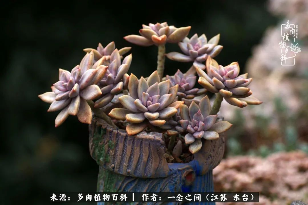 一见多肉误终生,一见多肉误终生从此钱包成路人