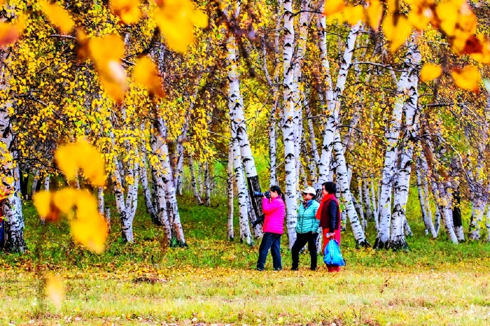 秋季最美的白桦林风景,坝上草原白桦林秋色图片