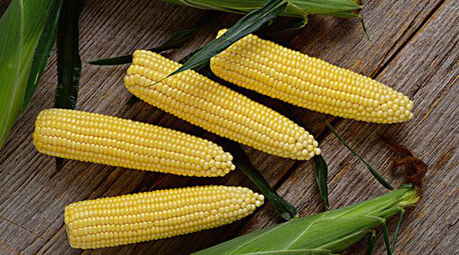 秃发怎么养发,秃发养发过程