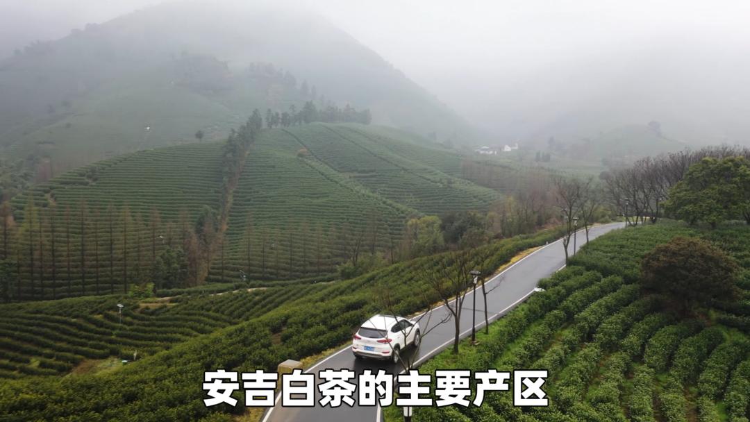 安吉白茶精选名茶的价格,安吉白茶历史视频