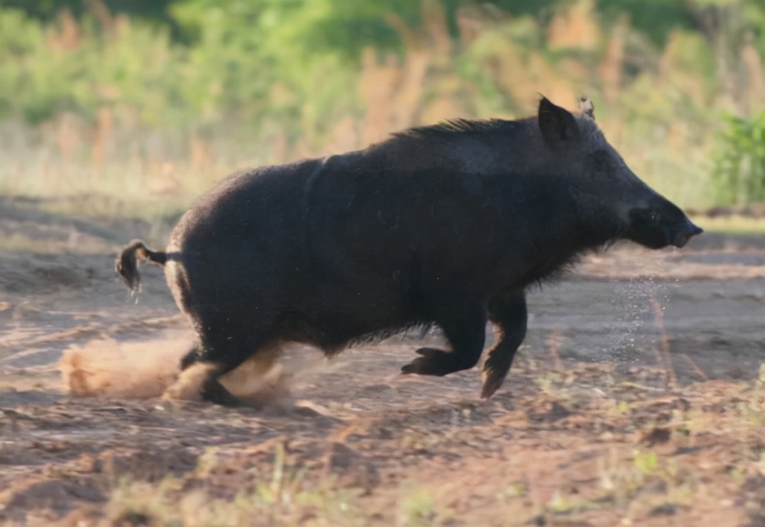 野猪肉要上市了？安徽组建狩猎队，队员猎杀的野猪10元1斤回收