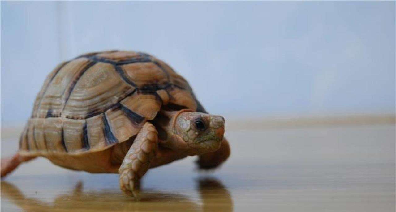 牢底坐穿系列,养一只就会坐牢,快看下你家有没有这些乌龟