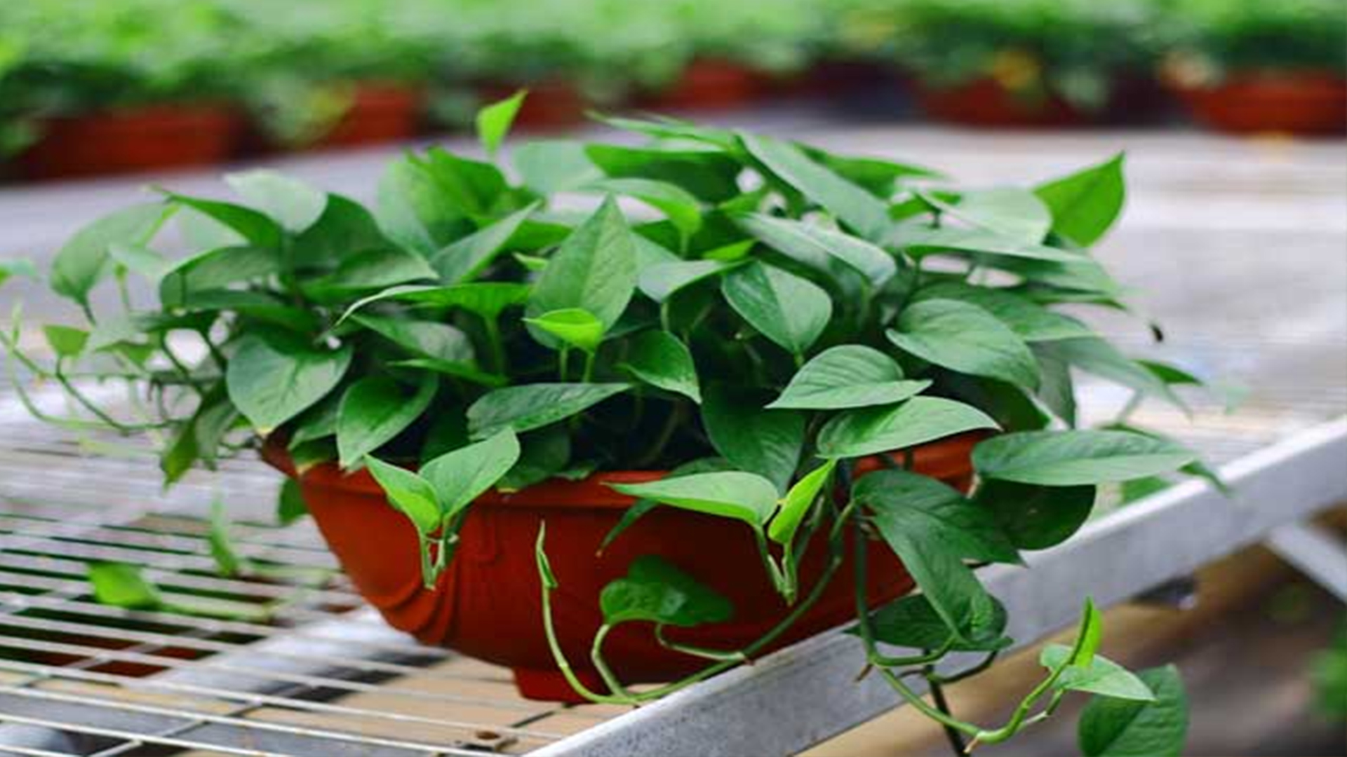 绿萝叶片发黄是什么原因怎样养,绿萝叶片发黄怎么解决