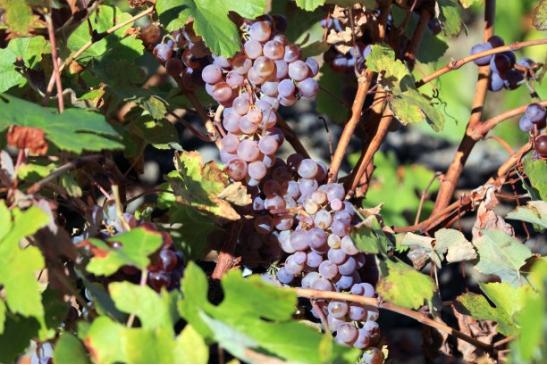 阳光玫瑰葡萄大棚高产种植技术,种植葡萄学习