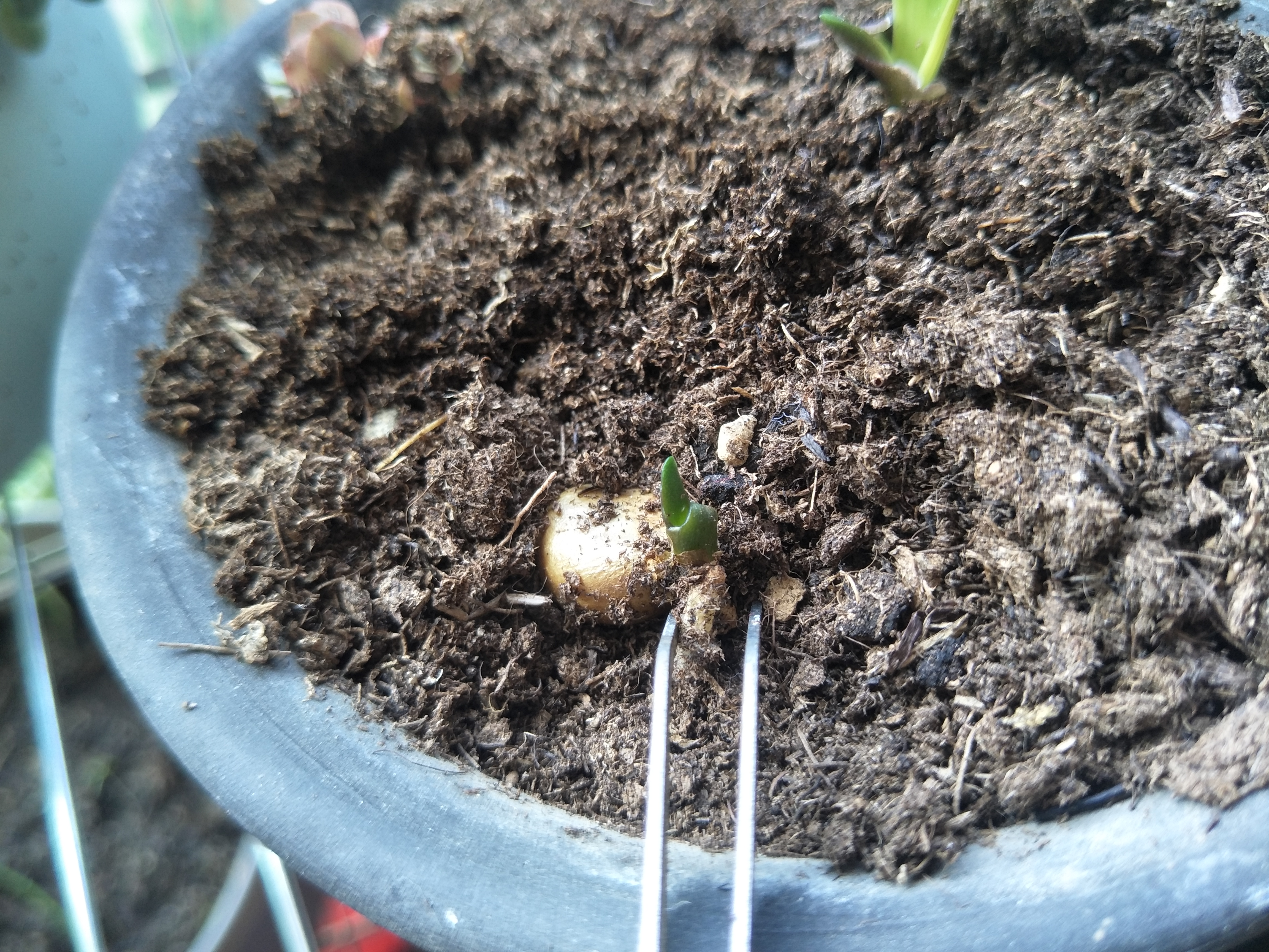 君子兰侧芽繁殖最佳方法,君子兰种子种植芽点朝上朝下