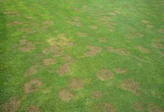 草坪中间出现枯死圆圈,草坪上出现小土堆是怎么回事