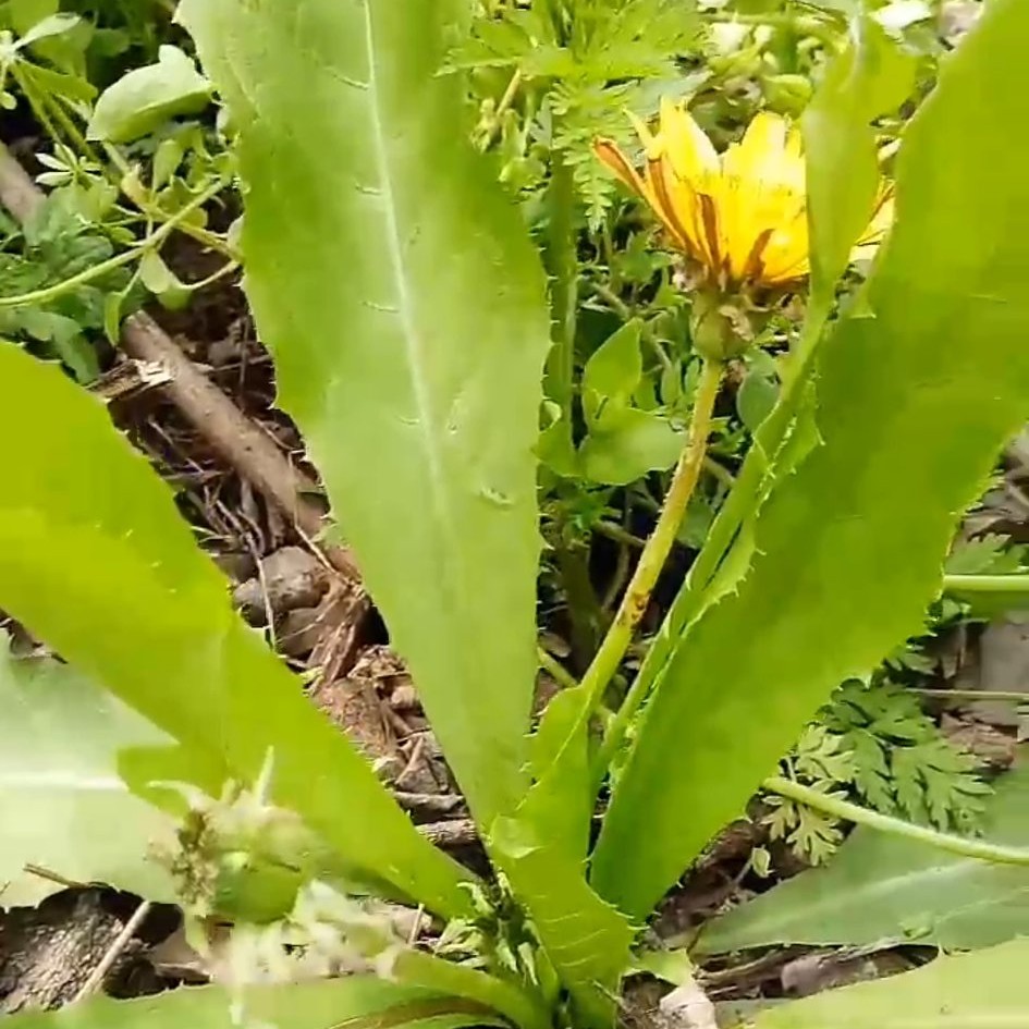 春天的森林气息,春天的馥郁气息