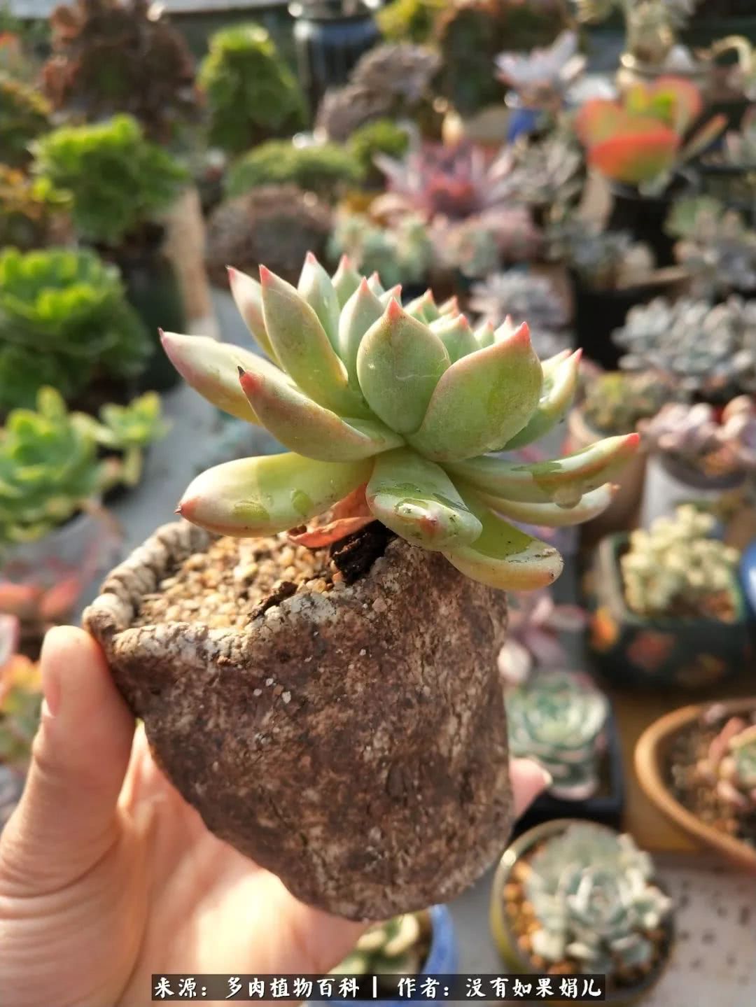 明人不说暗话，我为多肉而来！