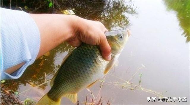 有草钓浅还是钓深,有草怎么钓草边