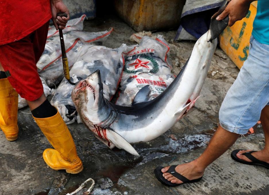 渔民误捕大鲨鱼,江苏渔民误捕3吨重鲸鲨