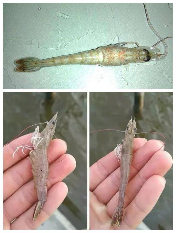 南美虾白浊怎么治疗,对虾出现肌肉白浊是什么原因