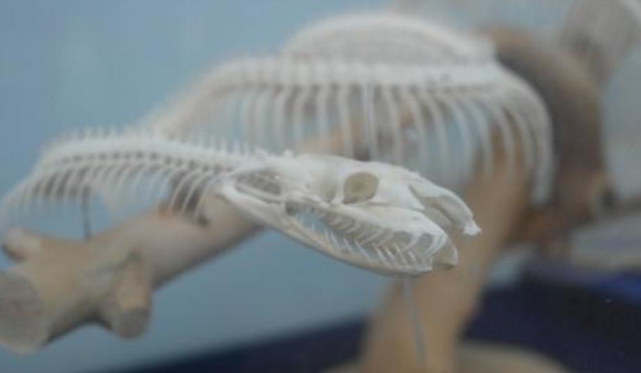 没进家门的蛇能不能打死,大蛇生了一窝小蛇