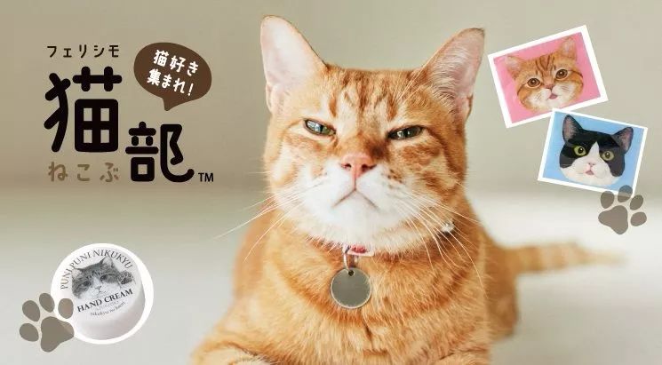 360度“云吸猫”?日本这家猫咪商店简直爱了