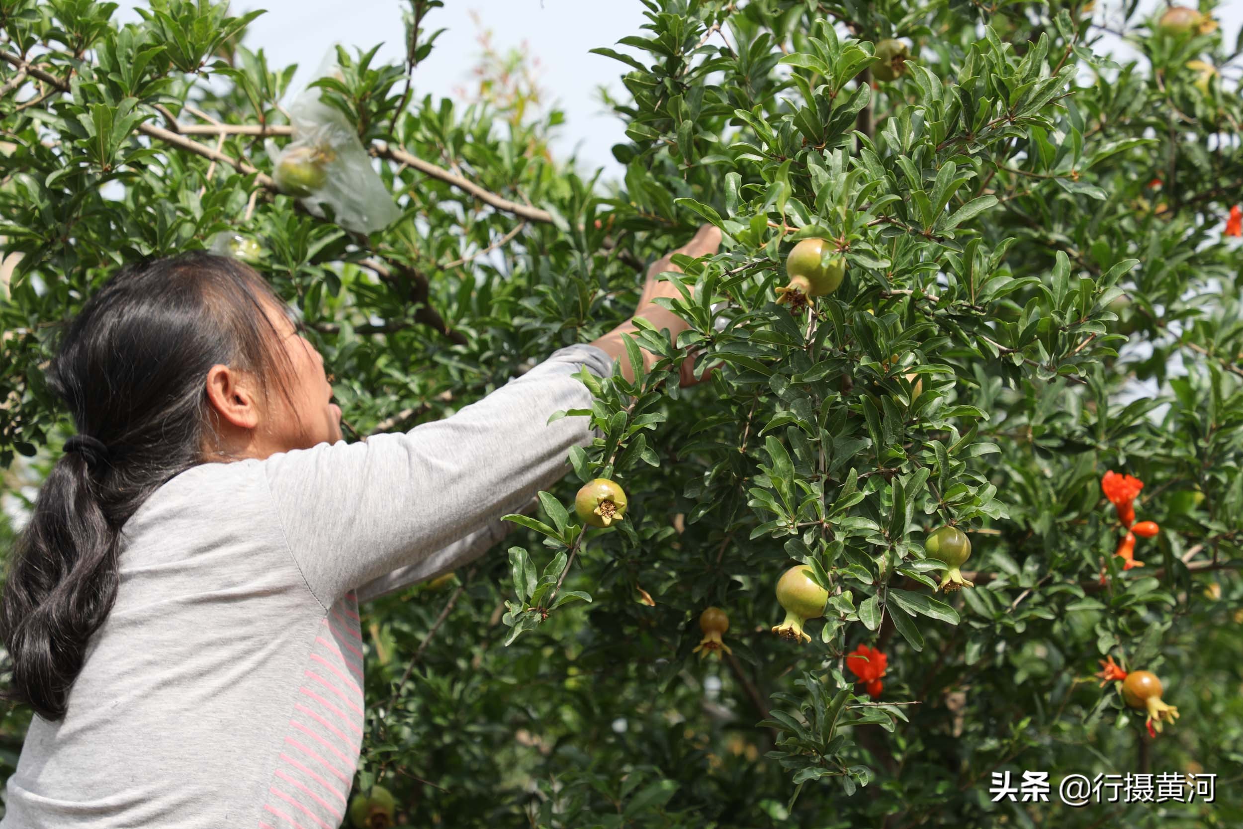 儿子娶个广东媳妇，生个女孩送回山西，看农村奶奶把孙女养成啥样