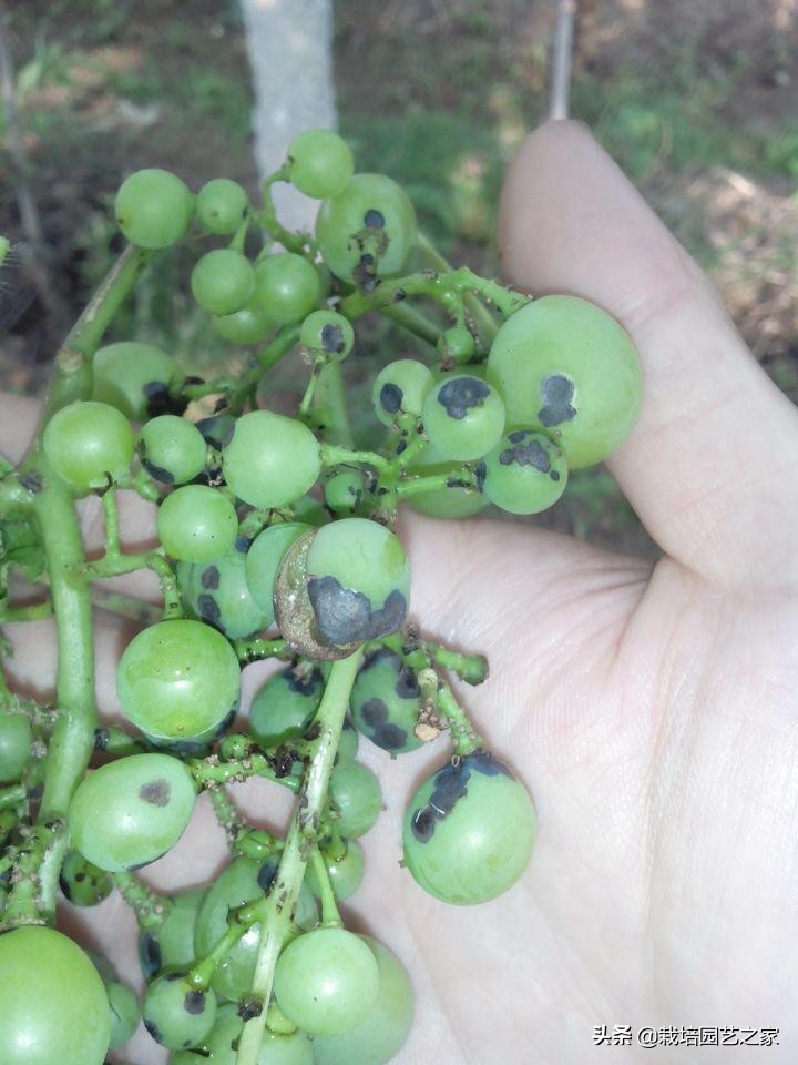 病害：这些图例都是黑痘病，危害很大，注意平时防范