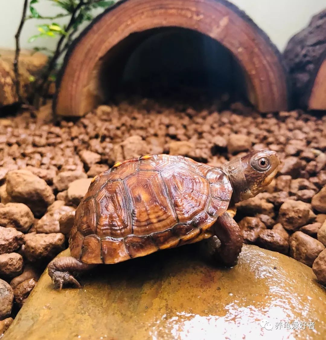 深水淹死龟其实浅水养龟更可怕,养龟简单吗