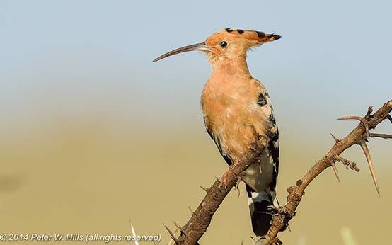 看鸟类视频,各种鸟类过冬姿态