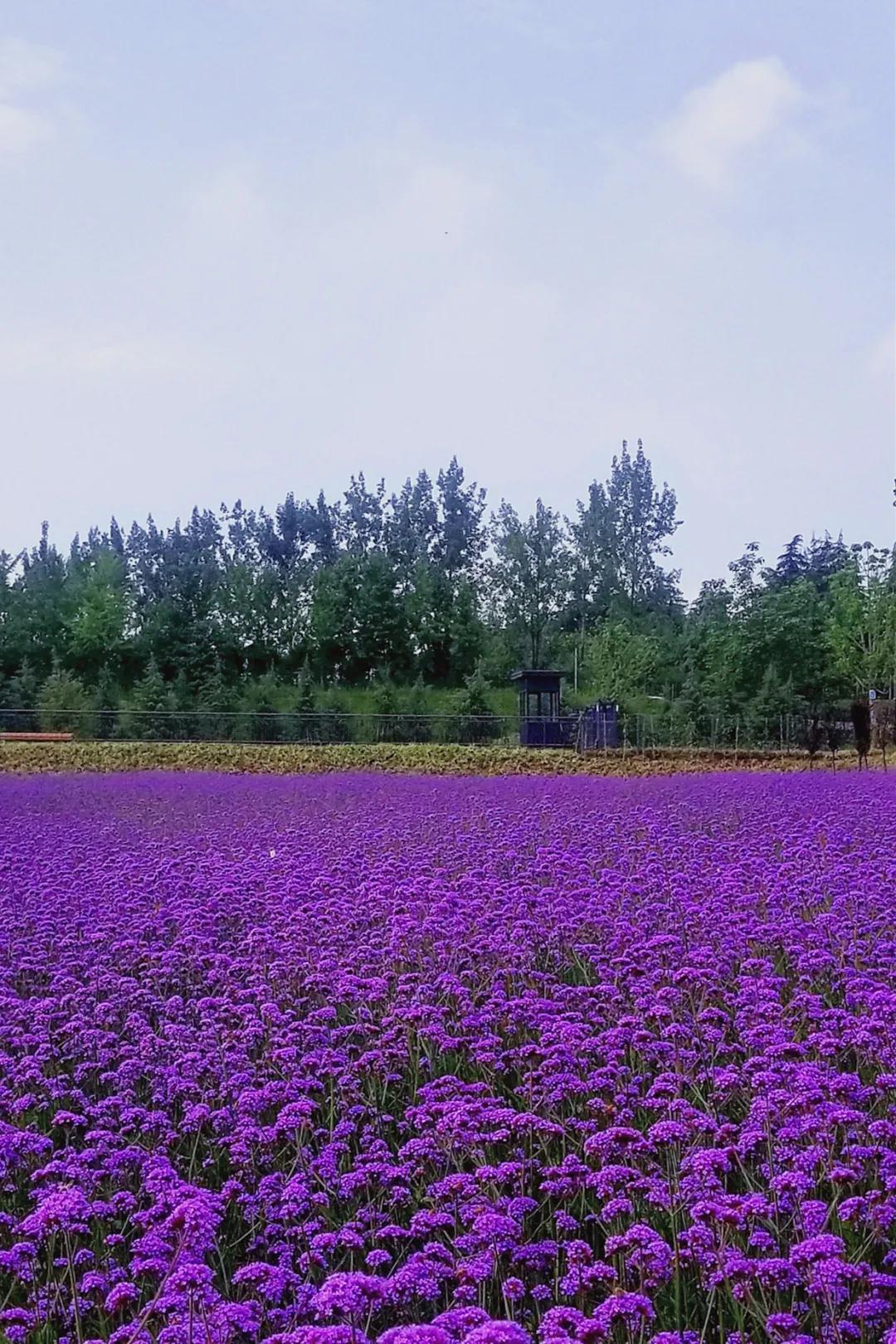 西安花海小森林,西安周边适合郊游野餐的地方
