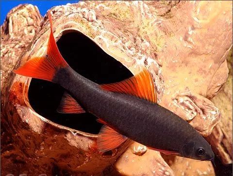 鱼市场买观赏鱼回家怎么处理,水族市场上的鱼