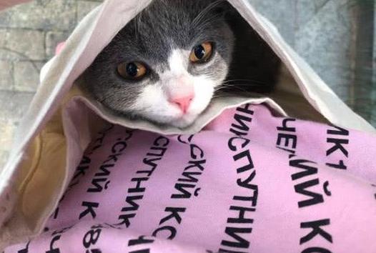 猫咪在床上拉尿怎么教训,猫咪想尿尿时会有哪几种反应