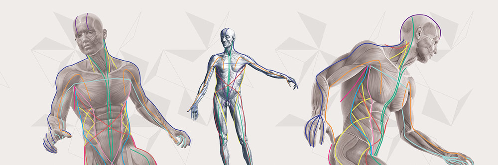 自我软组织放松练习大全（上）