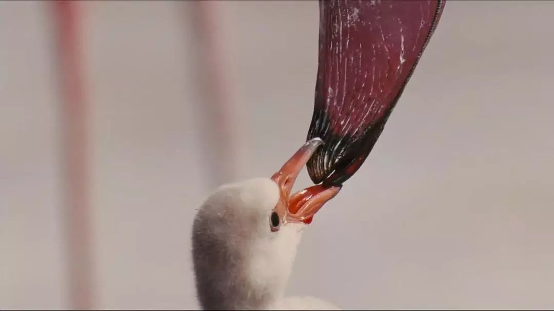 记录中国各种珍稀动物的纪录片,20分钟大自然动物世界纪录片