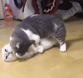 新领养猫不吃怎么办,新领养的小猫不吃猫粮怎么办