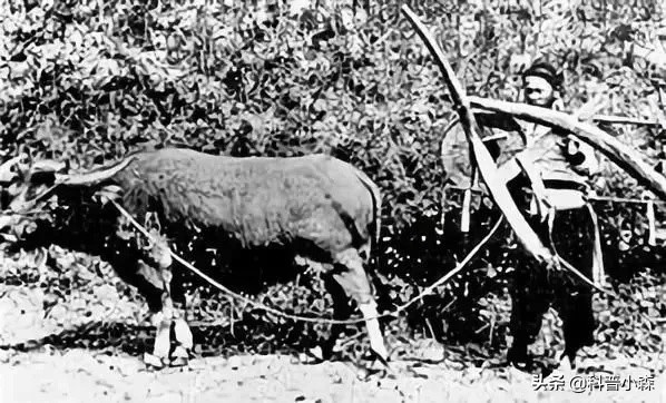 为啥巴西占了南美洲那么大的领土,巴西哪里的移民多