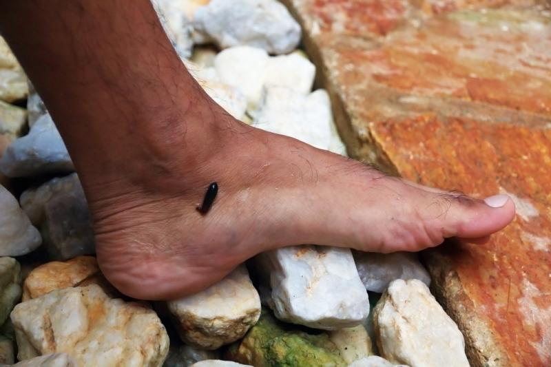 在野外被蚂蟥吸血了怎么办,户外登山如何防蚂蟥