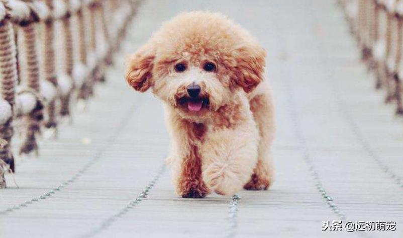 流浪宠物小泰迪怎么养好,一只小泰迪的乐趣