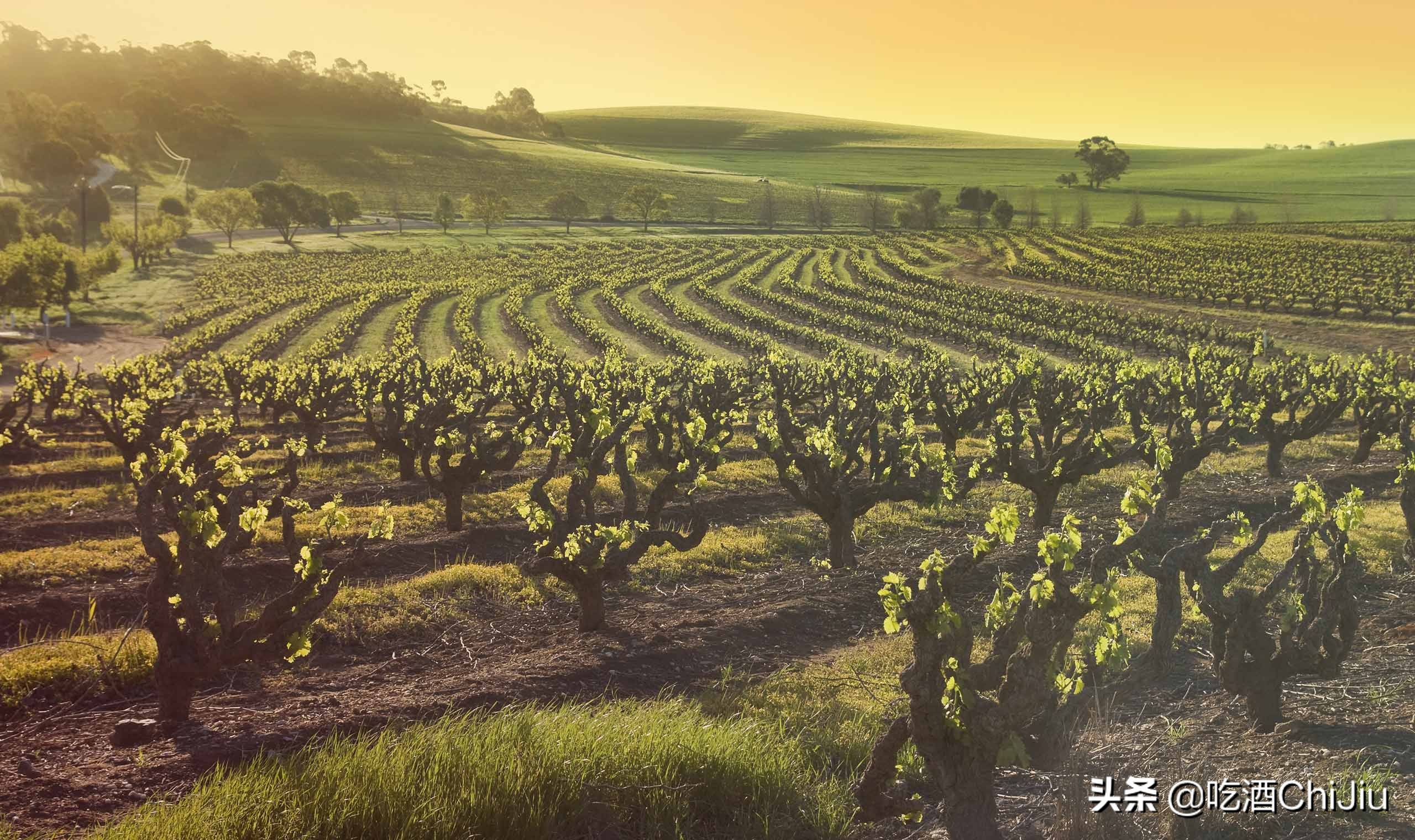 奔富bin8真假鉴别,奔富奔8酒一瓶多少钱