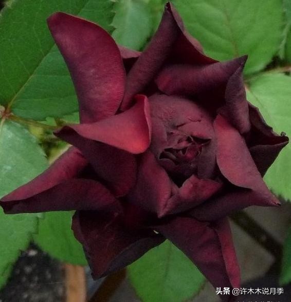 世上有黑色的花吗,世上有黑玫瑰吗