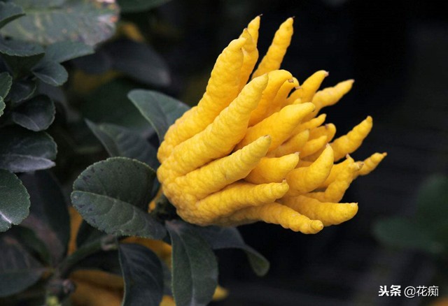 佛手绿植能养在家中吗,盆栽佛手挂果后怎么养护视频