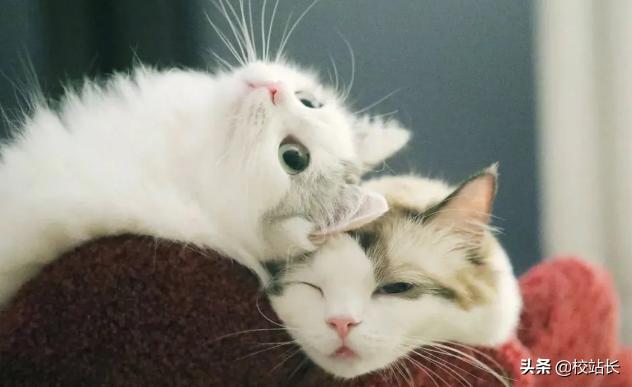 治愈系猫咪图片蓝猫,猫咪分享一组治愈系猫咪