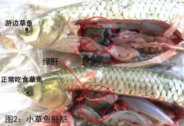 鱼塘鱼肝胆出现问题会怎么样,鱼失鳔怎么处理