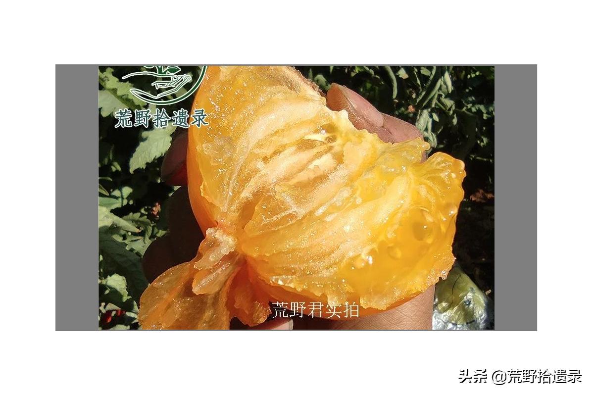 番茄的黑历史,关于番茄的那些事儿