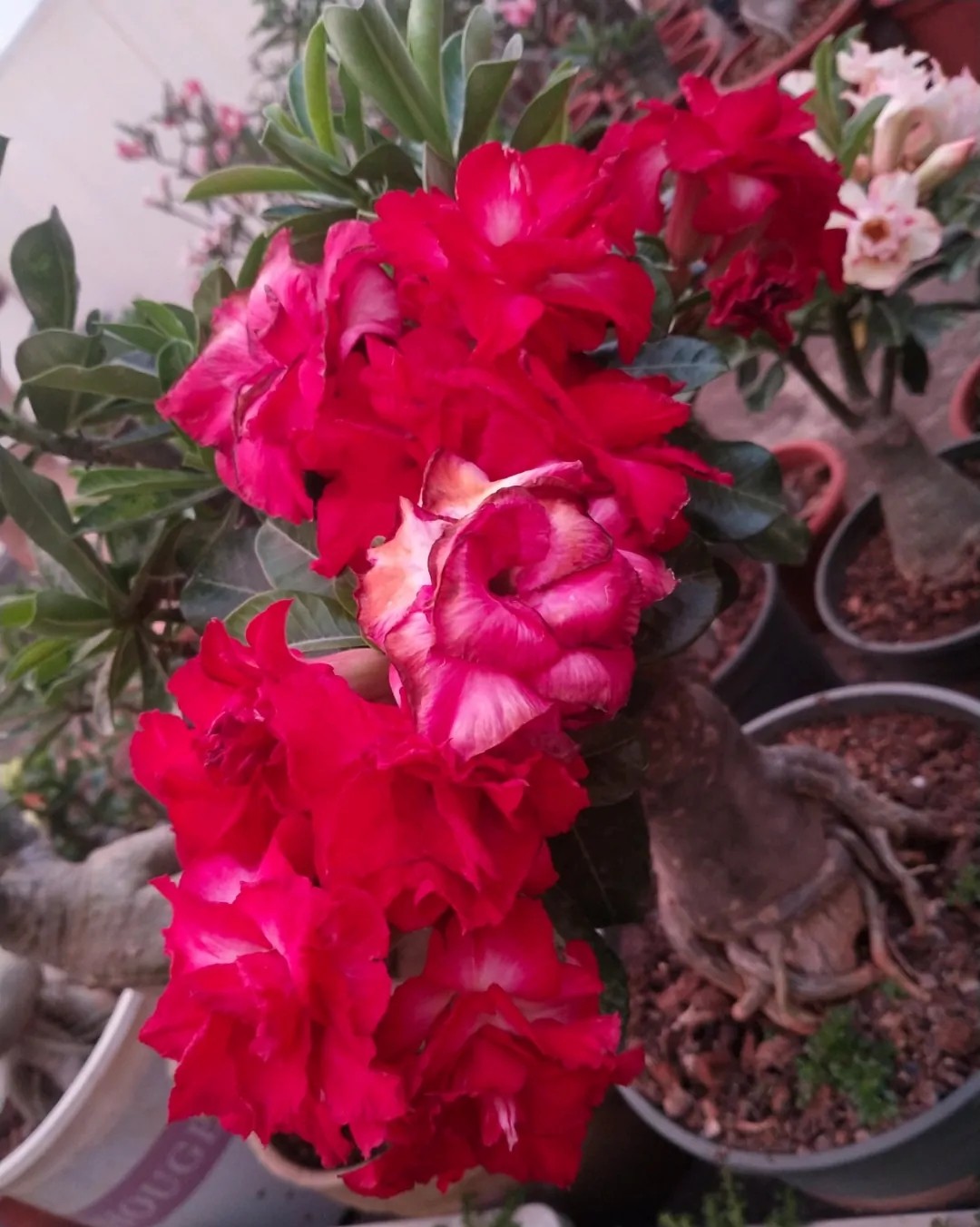 84个沙漠玫瑰品种，收起来慢慢看，待到来年春天选几种喜欢的养