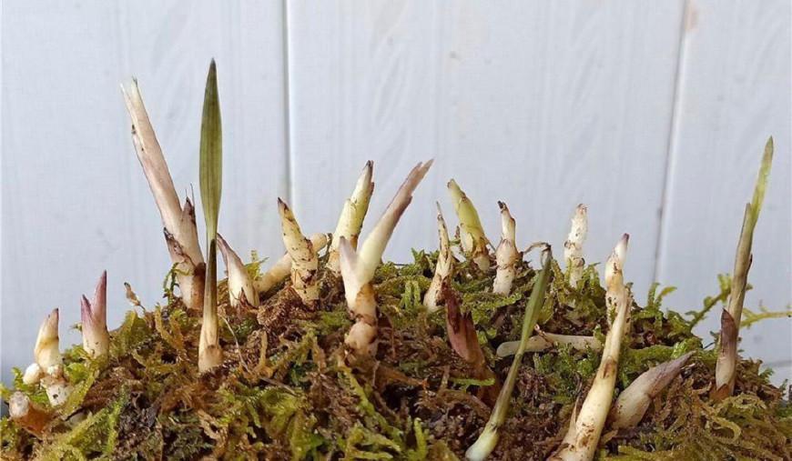 兰花的老芦头芽掉了还有用吗,老芦头的兰花怎么处理