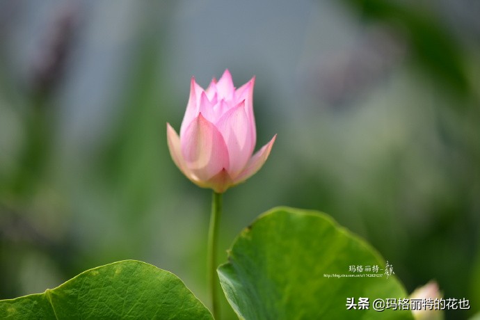 种碗莲要注意的几点,碗莲需要重复种植吗