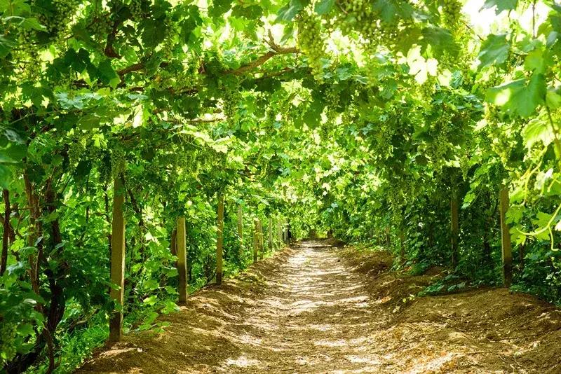 坐火车就可以出国沿途风景美爆了,坐哪些火车可以出国看风景又好玩