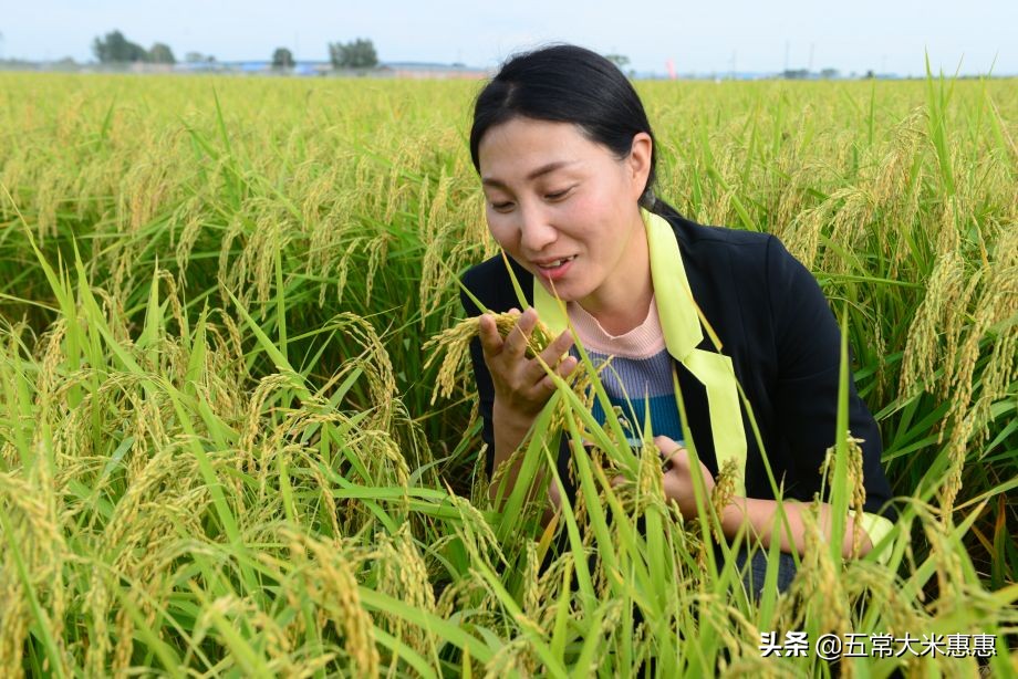东北大米最好吃排名第几名,五常大米和东北大米
