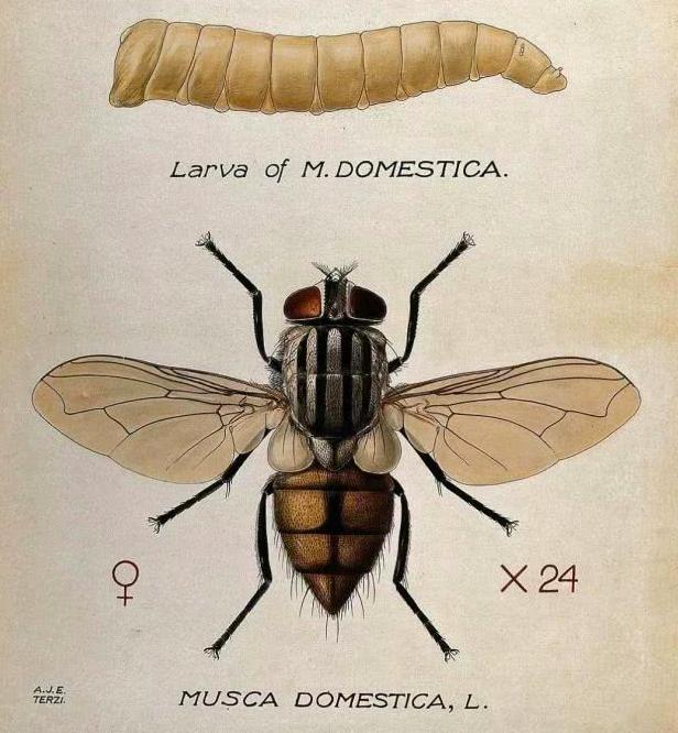 为什么不能把苍蝇彻底灭绝,苍蝇为何能抵挡住病菌的侵袭